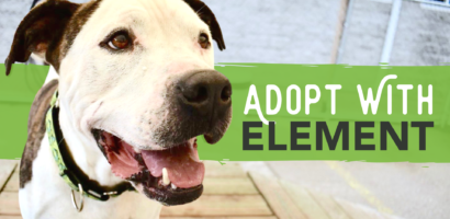 Adopt with Element. Photo of dog